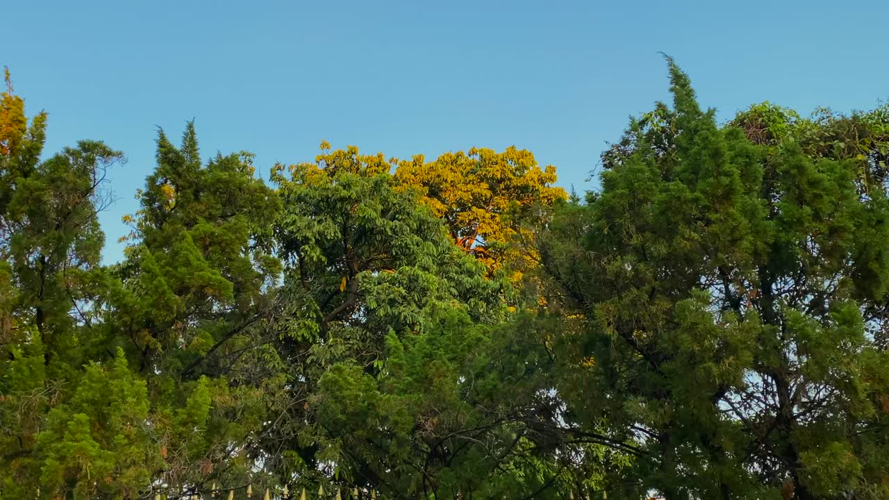 나무에 대한 빛