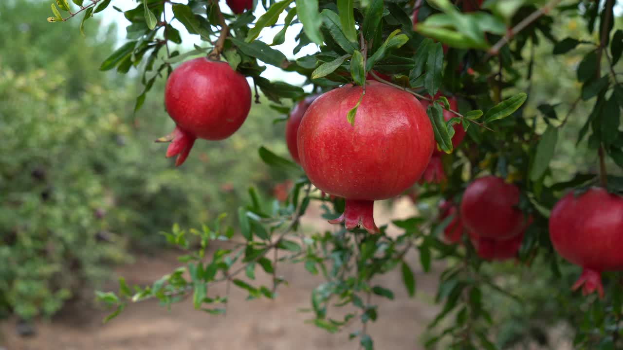 Granatæbleplantage i plukkesæsonen