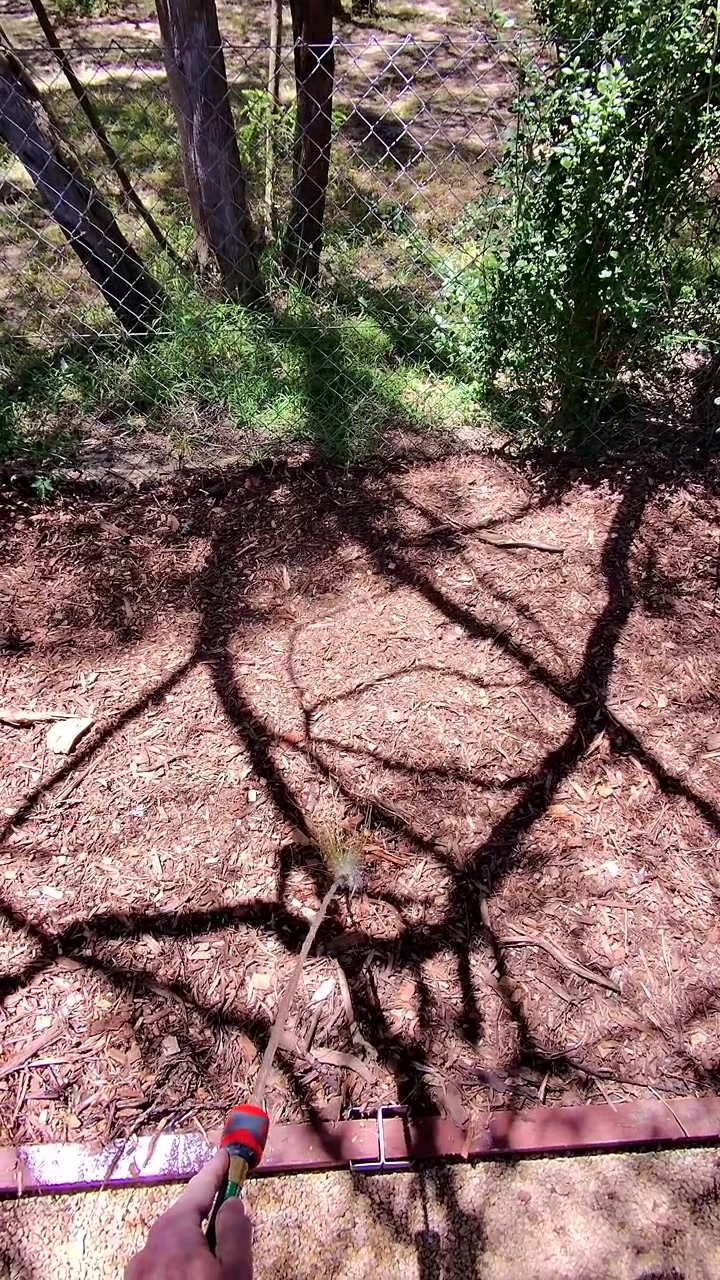 Point-of-view shot watering dry mulched garden bed, strong tree shadows, bright midday sunlight, minimal movement