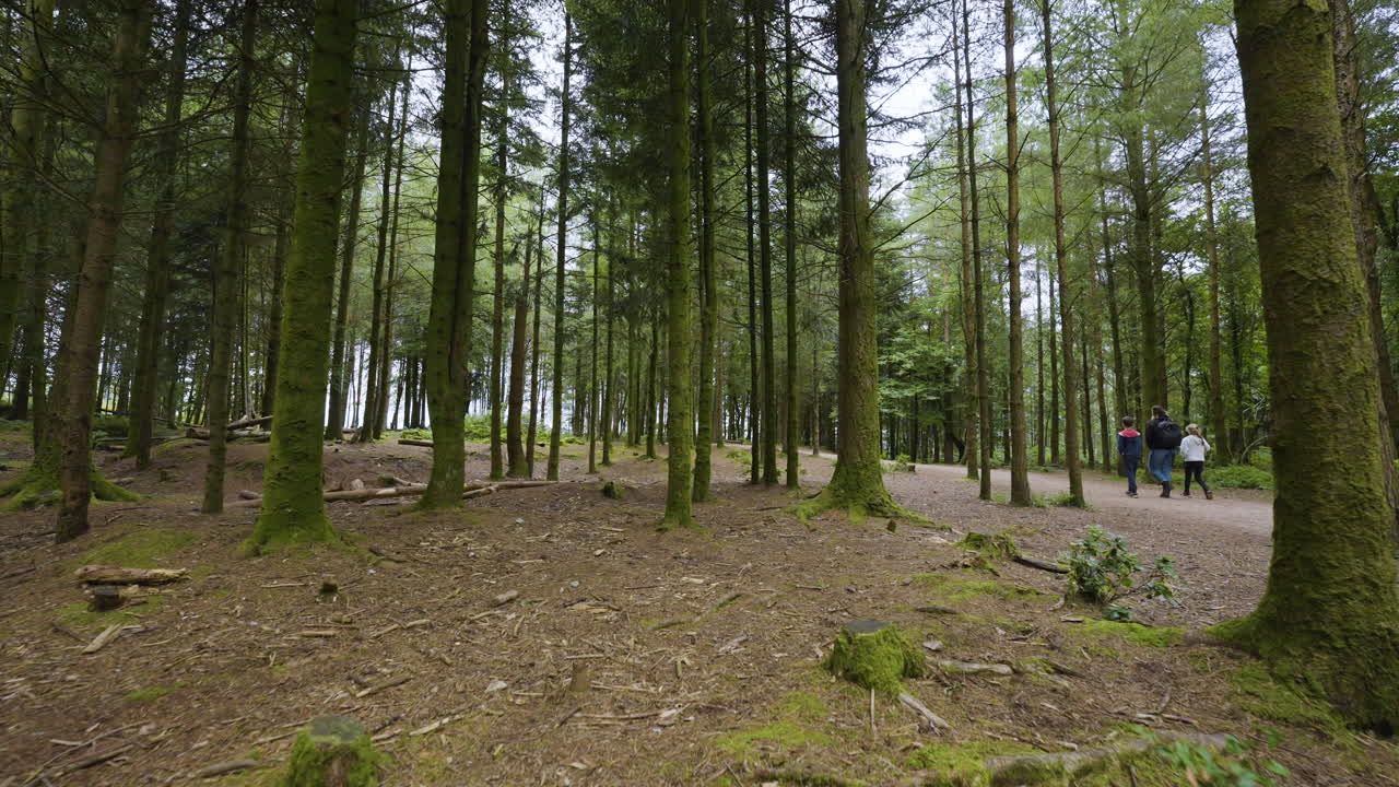 Escursione in foresta