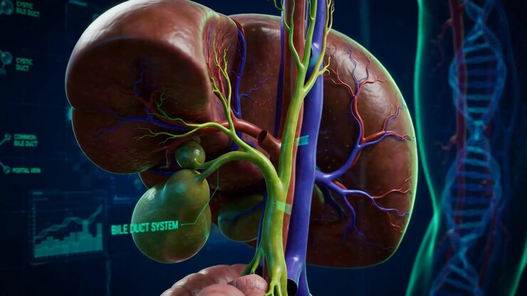3D Medical Animation of Human Liver and Gallbladder Anatomy
