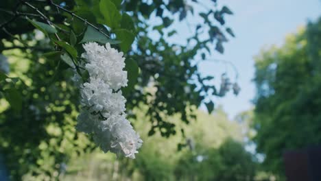 在綠色天堂般的環境中,近距離拍攝一朵<unk>花