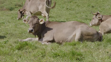 Mountain-cattle-live-in-an-healthy-and-natural-environment