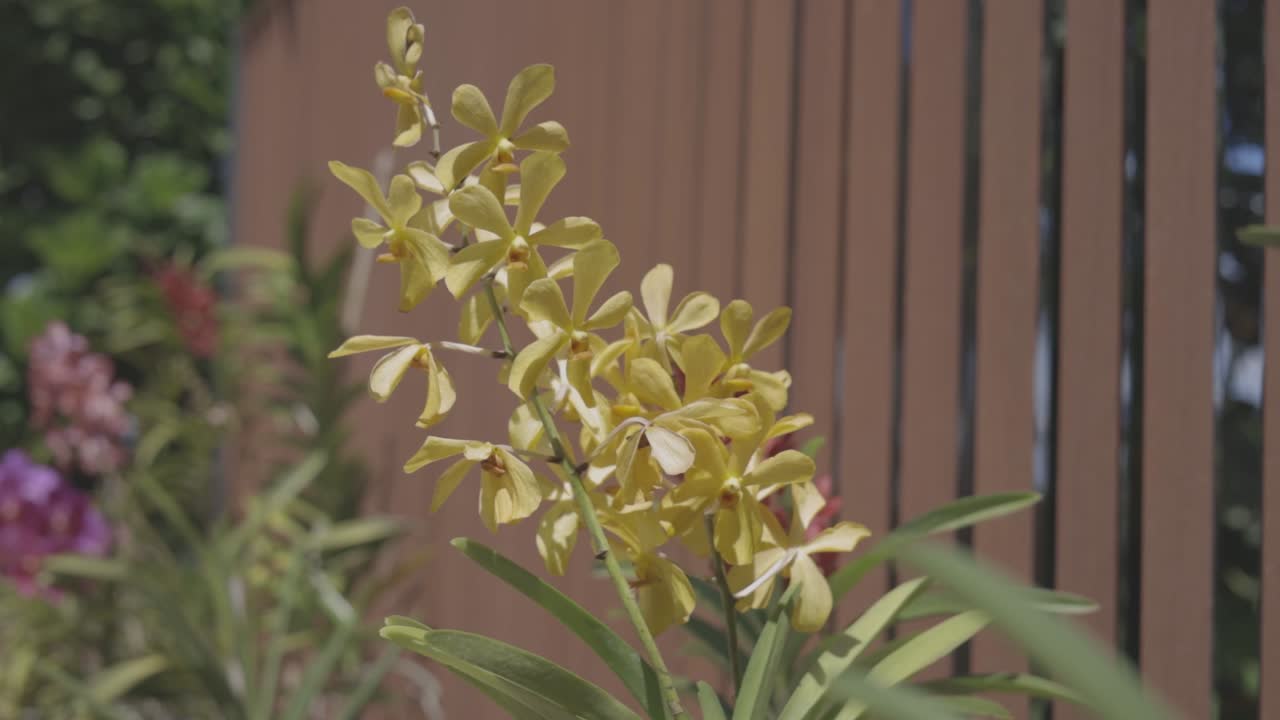 fotografía detallada de una hermosa flor llamada orquídea en el jardín, video 1920x1080 c-log color