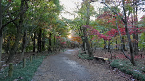 this beautiful park in tokyo has many maple plants, in the autumn evening the sun reflects on its leaves, giving an intense experience of peace