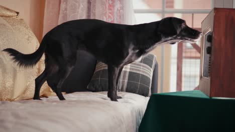 Kleiner-Schwarzer-Hund-Entspannt-Auf-Dem-Sofa-Vor-Dem-Fernseher-Zu-Hause