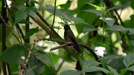 a small iridescent hummingbird sits on a branch in a forest in ecuador, south america