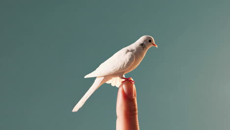small white bird perched on a finger