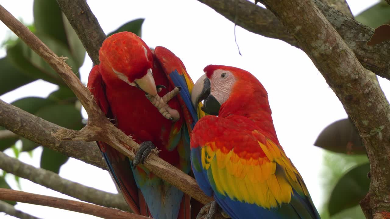 Un paio di are scarlatte esotiche, Ara macao, appollaiate su un ramo d'albero, che si lisciano e si puliscono a vicenda le piume, si baciano e mostrano amore e affetto durante la stagione degli amori, in primo piano.