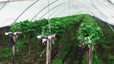 organic strawberry plant in greenhouses