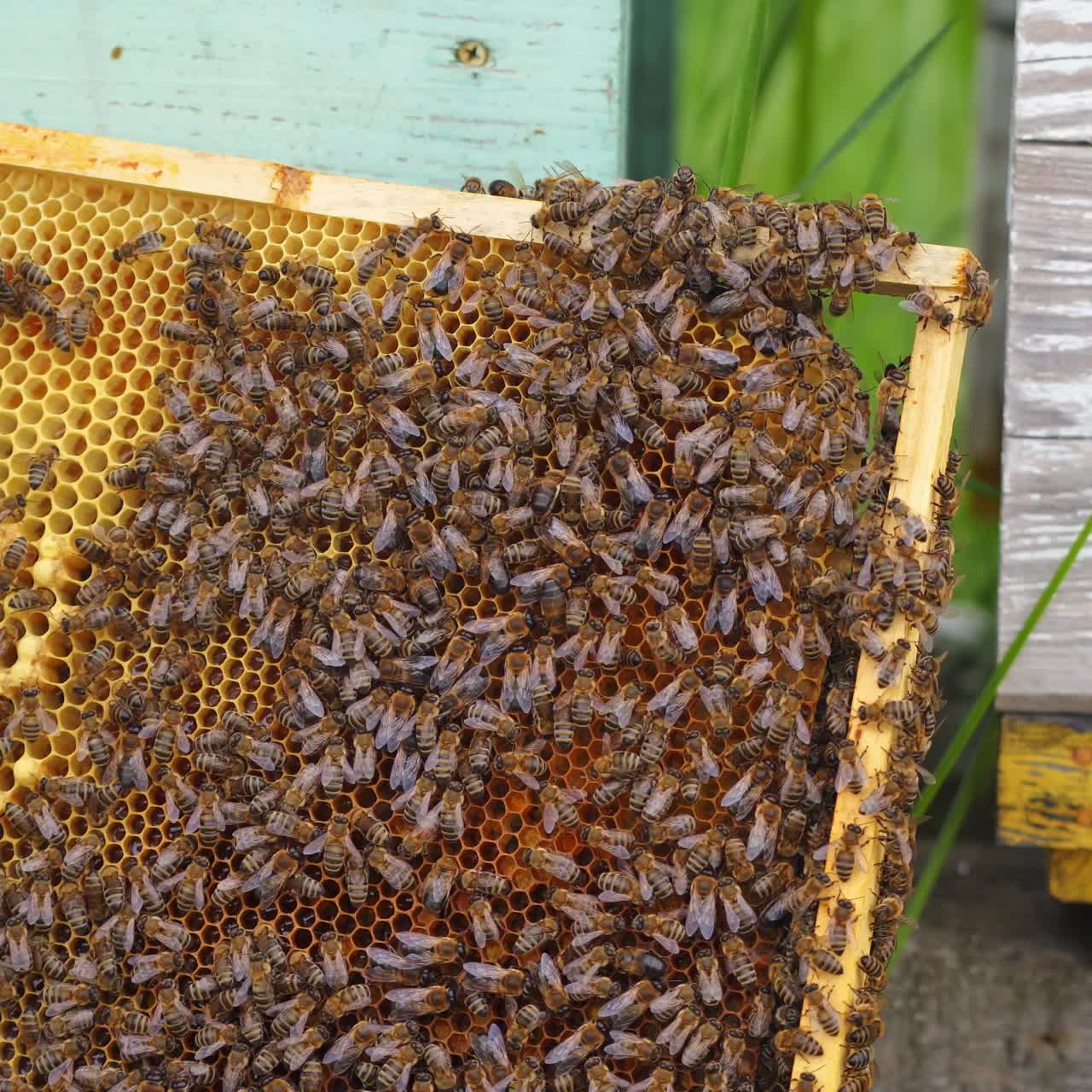 honey bees on honeycomb in apiary in summertime