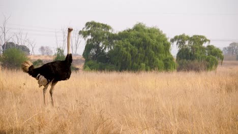 un avestruz levanta las plumas de la cola y está listo para orinar en los pastos de la sabana de sudáfrica
