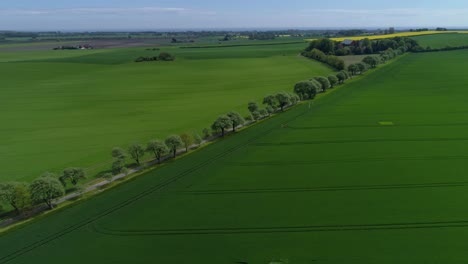 stunning view of tree alley with road in vast green fields at skane county, southern sweden