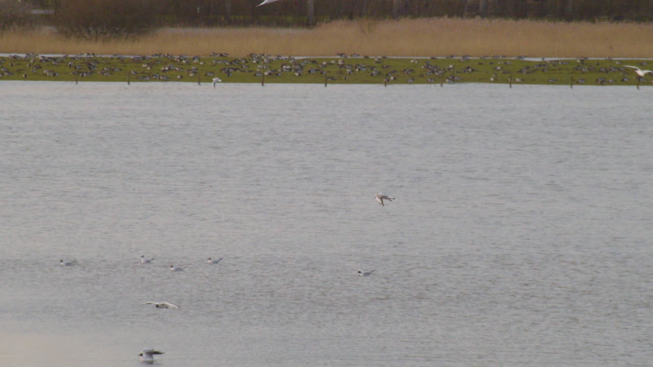 느린 동작으로 새 떼와 함께 강 위를 낮게 날고 있는 갈매기