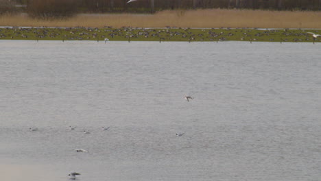 gaviota volando bajo sobre el río con bandadas de pájaros en cámara lenta