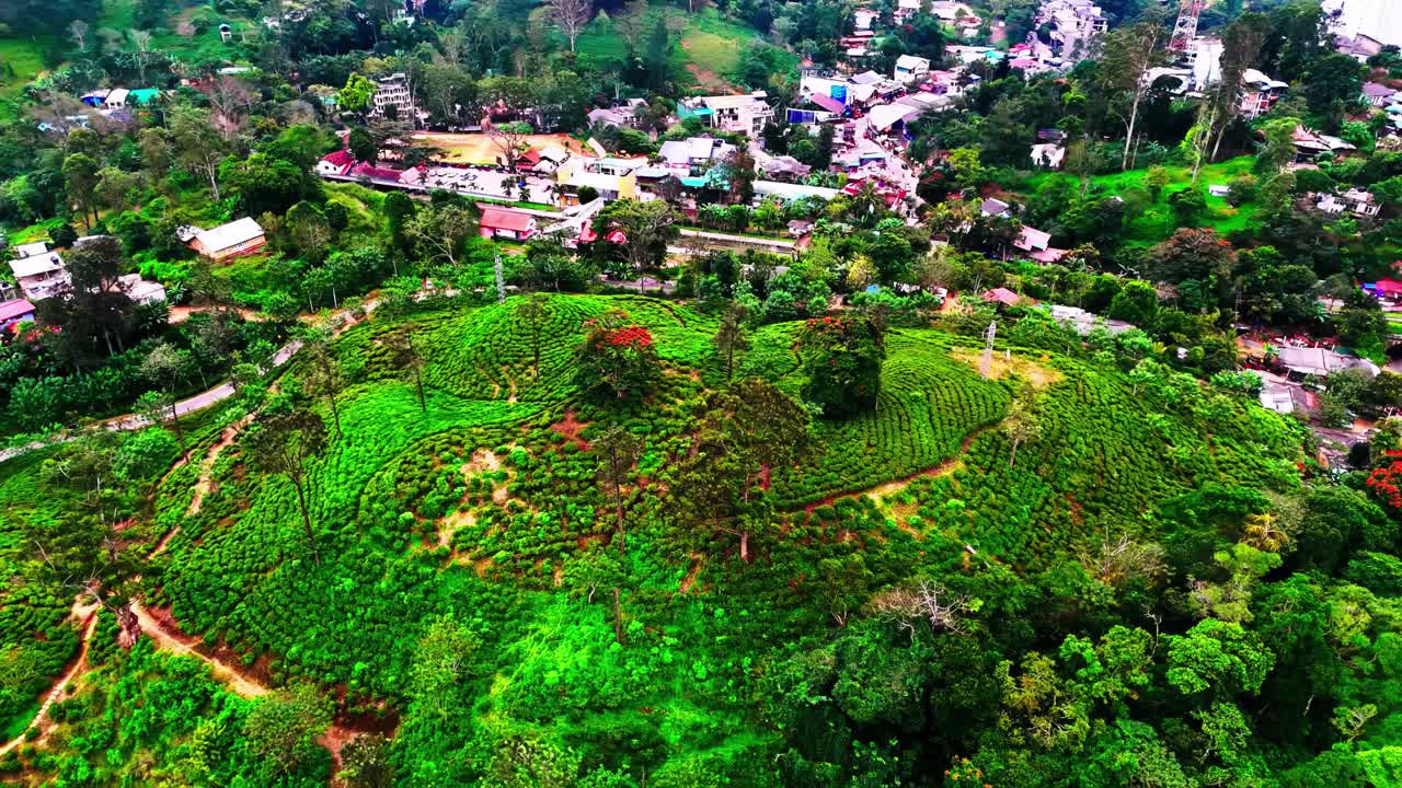 A Sri Lankan hillside covered in lush green tea plantations with pathways, surrounded by trees and a nearby village, blending agriculture with natural beauty.