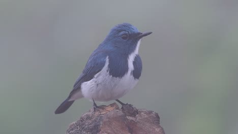 El-Papamoscas-Ultramarino,-También-Conocido-Como-El-Papamoscas-Azul-De-Ceja-Blanca,-Un-Migrante-De-Invierno-A-Tailandia,-Es-Muy-Amigable-Con-La-Gente