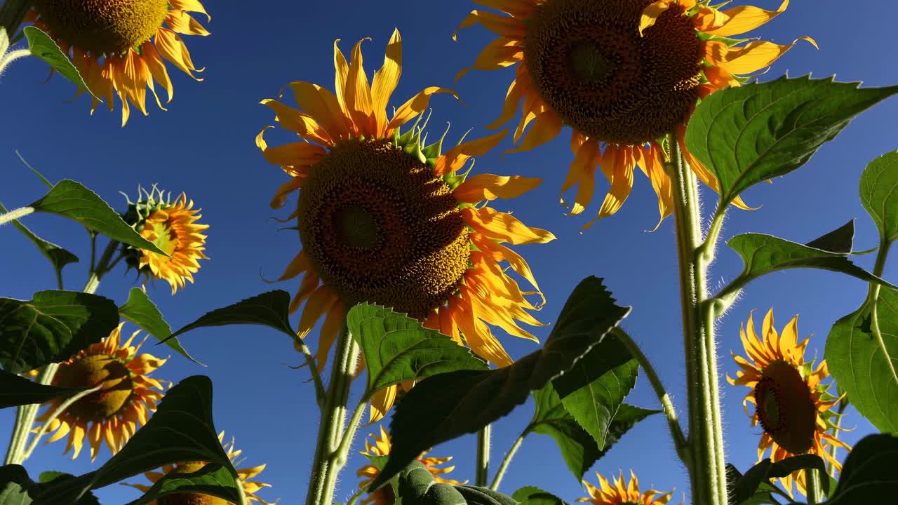 Low-angle view of vibrant sunflowers against a clear blue sky, capturing a dynamic and uplifting