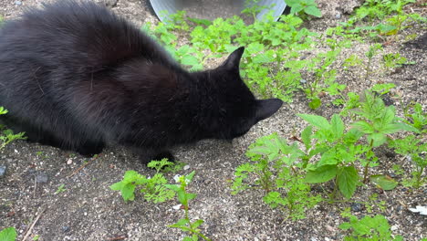 close up shot of a black domestic cat eating a rodent outdoors among green plants