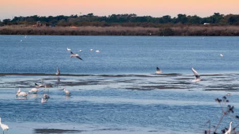 different species of birds in the natural reserve, seagull, egret, spoonbill , heron, france