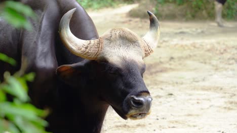 close up shot of an adult male malayan gaur, bos gaurus hubbacki with dark brown muscular appearance, standing in the mud pit, eating and chewing food