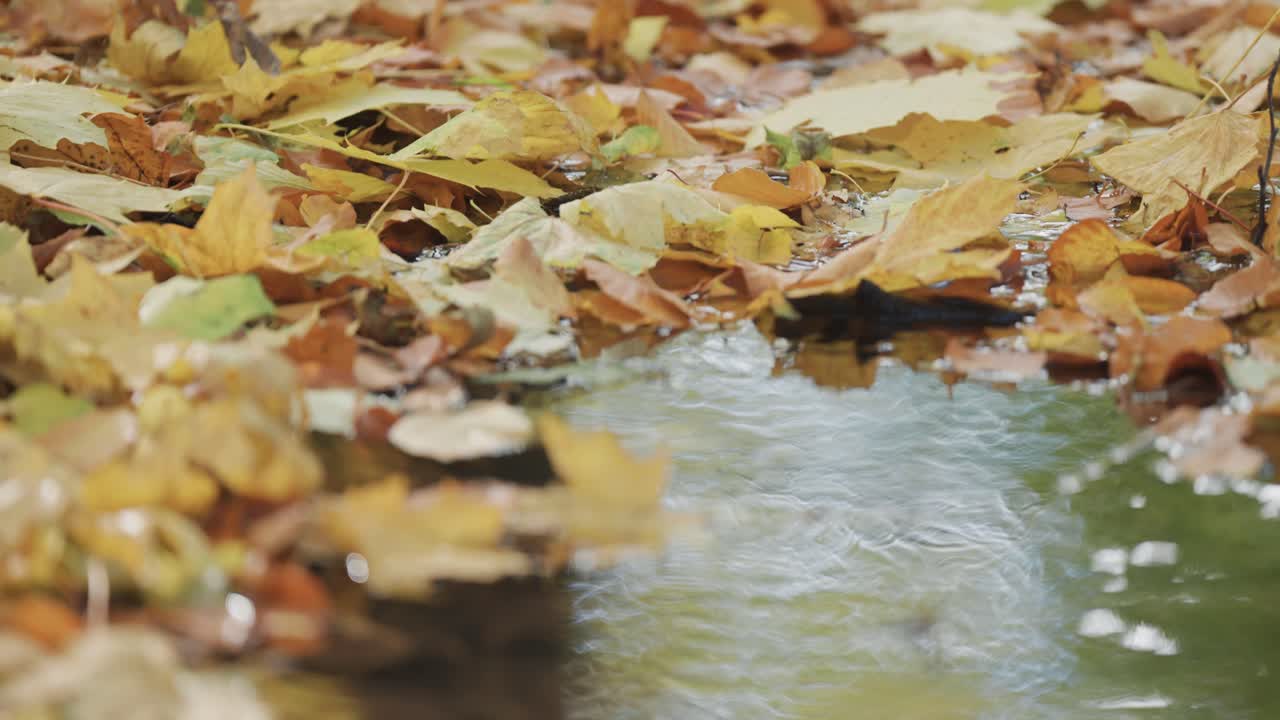 вода медленно течет в небольшом, мелководье, почти полностью покрытом опавшими осенними листьями.
