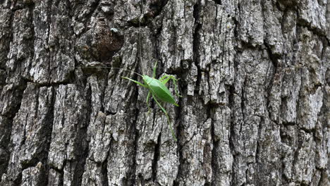 katydid crawling on a tree