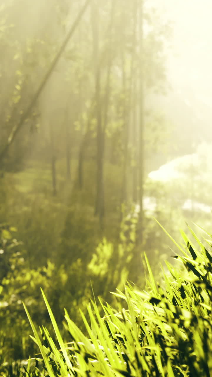Sunlight filters through trees in a serene forest landscape at dawn