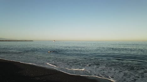 vista de la costa con perro nadando fuera del mar