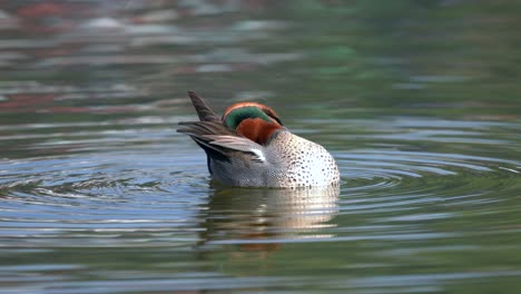 A-green-winged-teal-swimming-around-in-a-lake-in-the-morning-light-while-preening-its-feathers