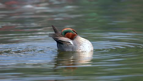 un verde azulado alado nadando en un lago a la luz de la mañana mientras se acicala sus plumas