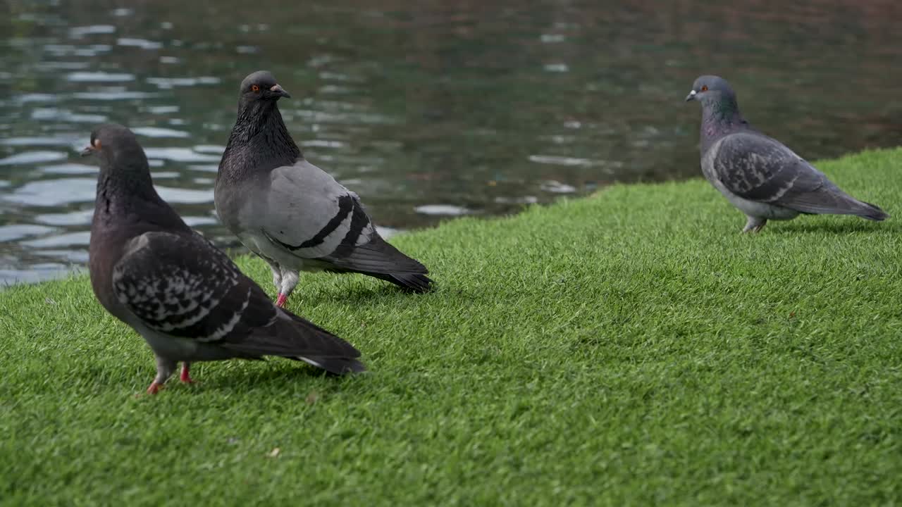 라스베가스에서 걷고 머리를 흔들며 땅을 쪼아먹는 비둘기 무리