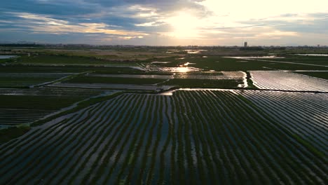 paddy asian rice, wetland crop cereal underwater submerged agriculture field