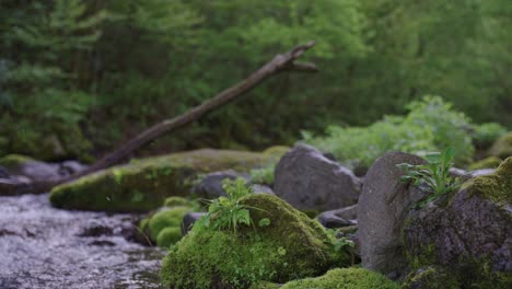 戴森國家公園, 托托里, 日本