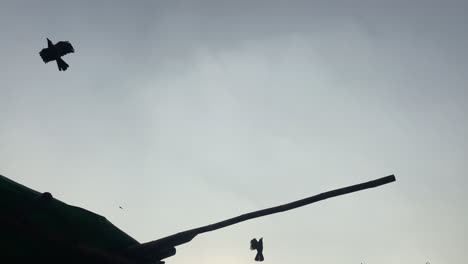 Birds-flying-and-flapping-over-canopy-shed-Silhouette