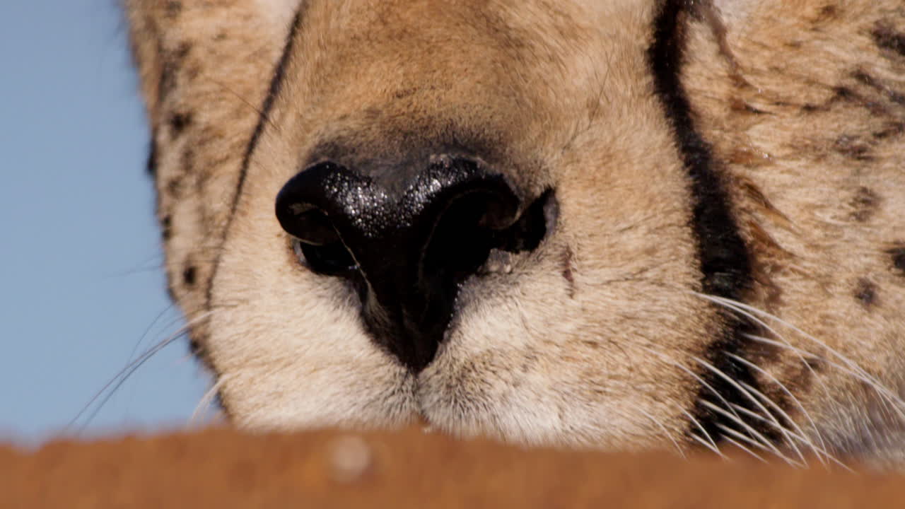 Close up shot of a cheetahs' nose on a hot afternoon in Kenya