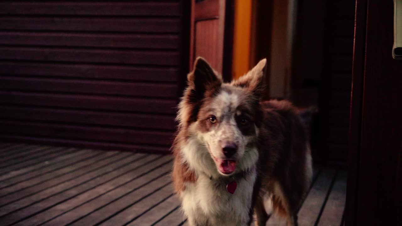 석양 빛에 아름다운 강아지의 놀라운 클로즈업