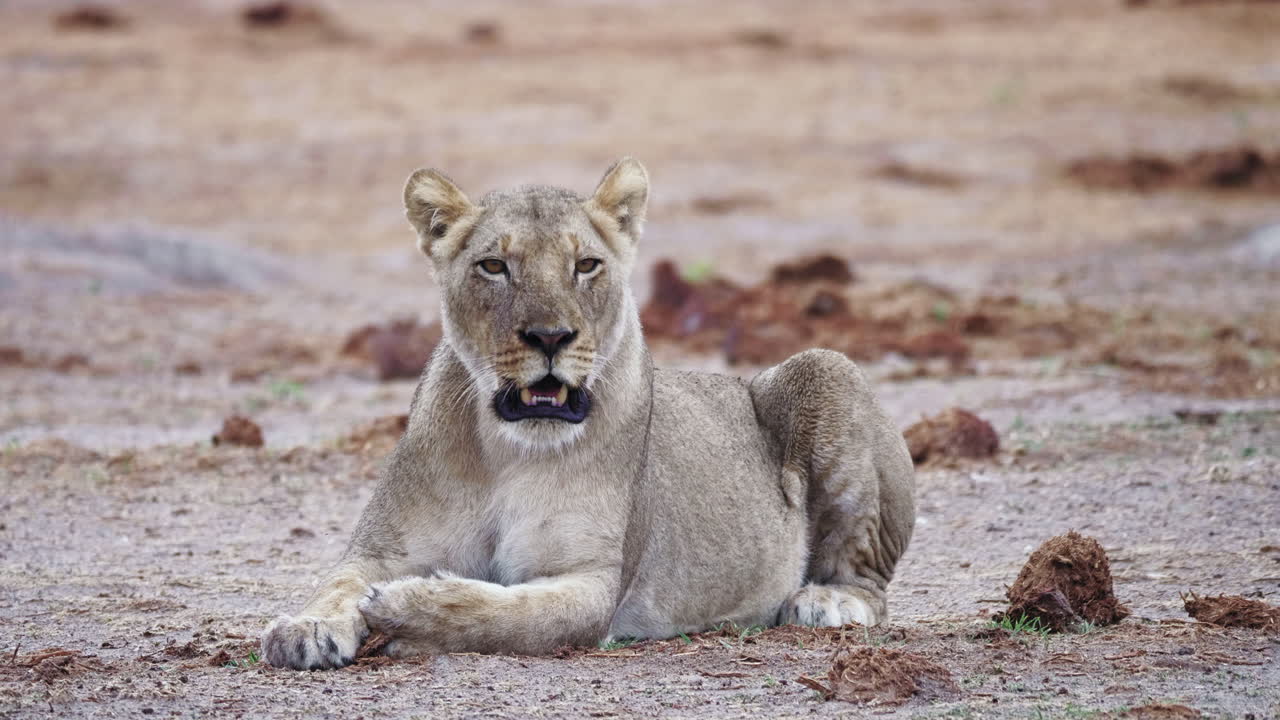 volwassen leeuwin brult en roept terwijl ze rust op een droge savannevlakte