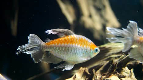 Makro-Nahaufnahme-Von-Silber-orangefarbenen-Fischen-Unter-Wasser-Im-Aquarium