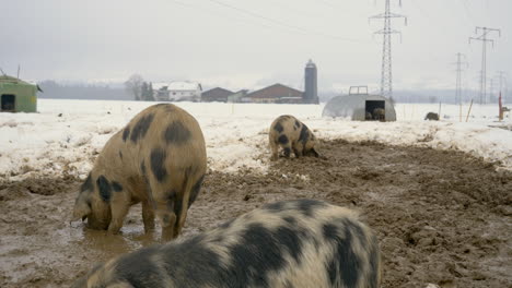 Varios-Cerdos-Peludos-Con-Puntos-Negros-Pastando-En-Un-Campo-Fangoso-Y-Nevado-En-Un-Granero-De-Campo-Al-Aire-Libre-En-Invierno,-Tiro-Medio-Estático