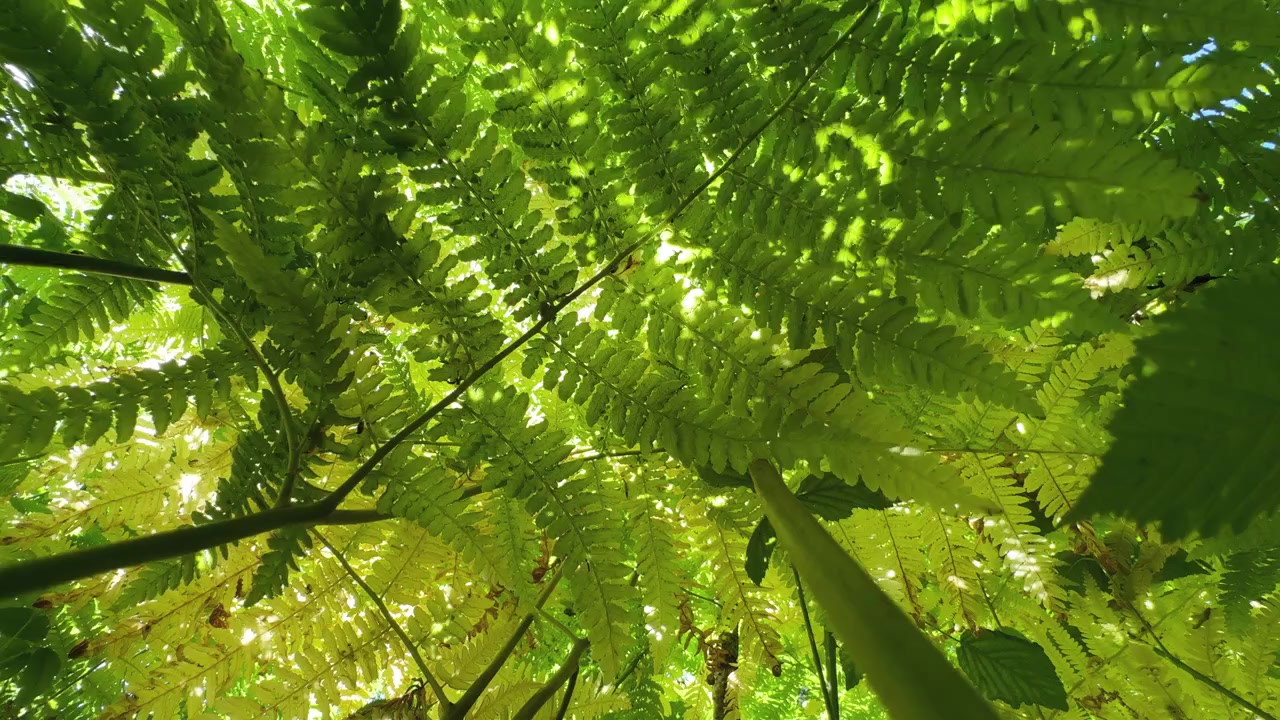 Guardando dal livello del suolo sotto il lussureggiante fogliame verde della felce comune in una giornata di sole in un bosco nel Warwickshire, Inghilterra.