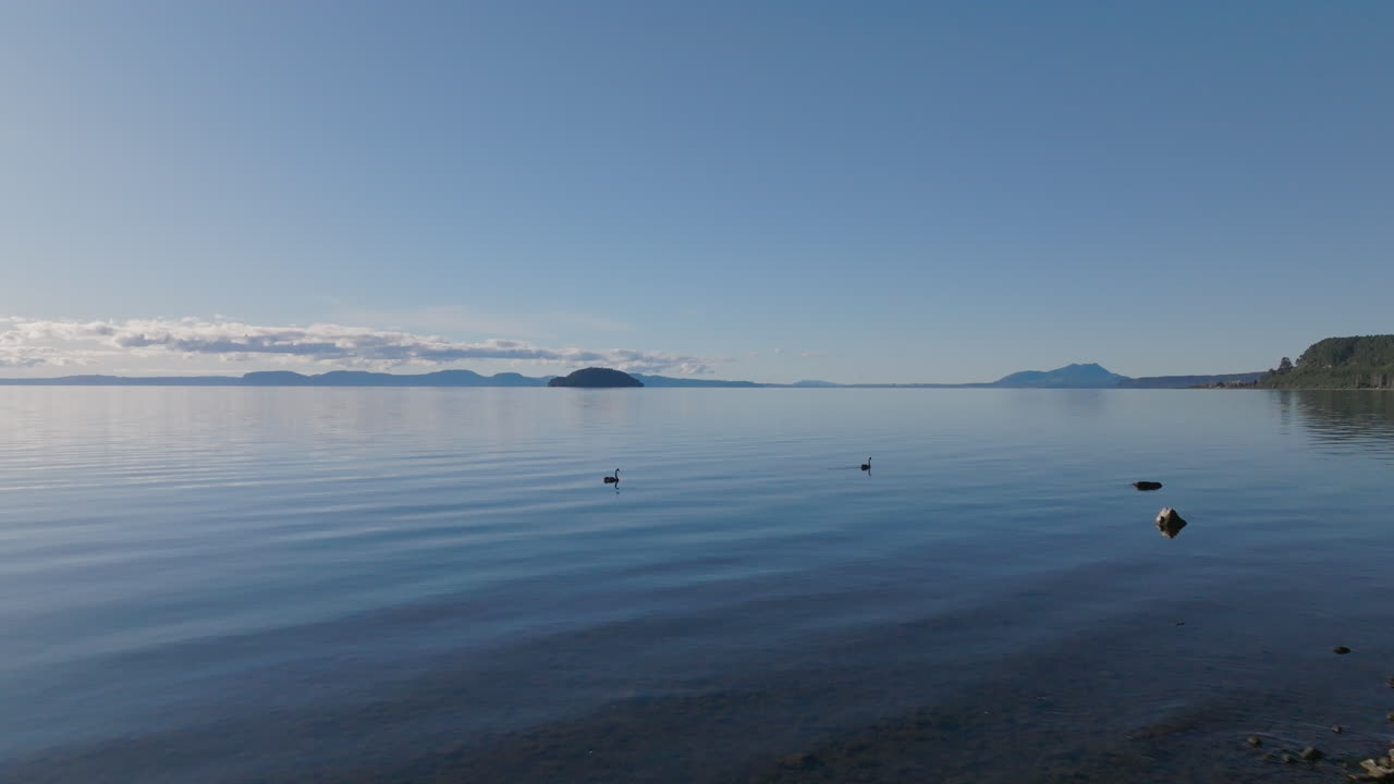 Flying away from two Swans floating on Lake Taupo, New Zealand.