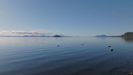 flying away from two swans floating on lake taupo, new zealand.