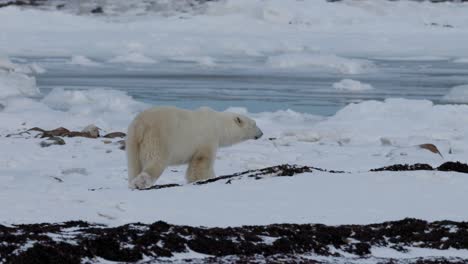 a large polar bear walks across a snowy expanse, surrounded by ice and water. the calm atmosphere highlights the bear's pristine white fur against the stark environment.