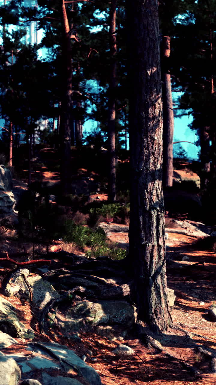 황혼의 평화로운 소나무 숲