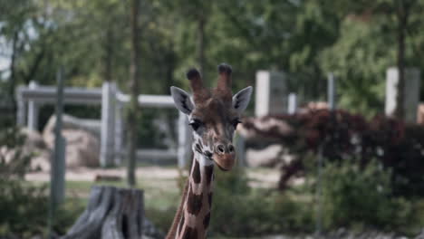 Jirafas-Africanas-Caminando-Por-El-Zoológico-De-Granby,-Quebec,-Canadá