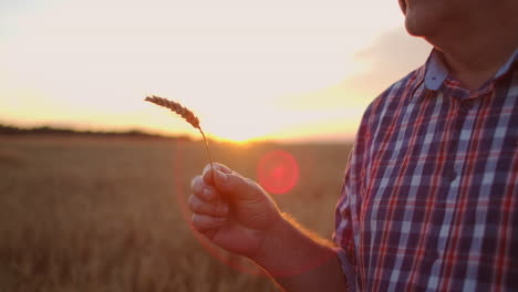 retrato de un agricultor adulto mayor sosteniendo un grano de trigo y grano al atardecer. para girar y considerar los granos en los rayos solares del atardecer en cámara lenta