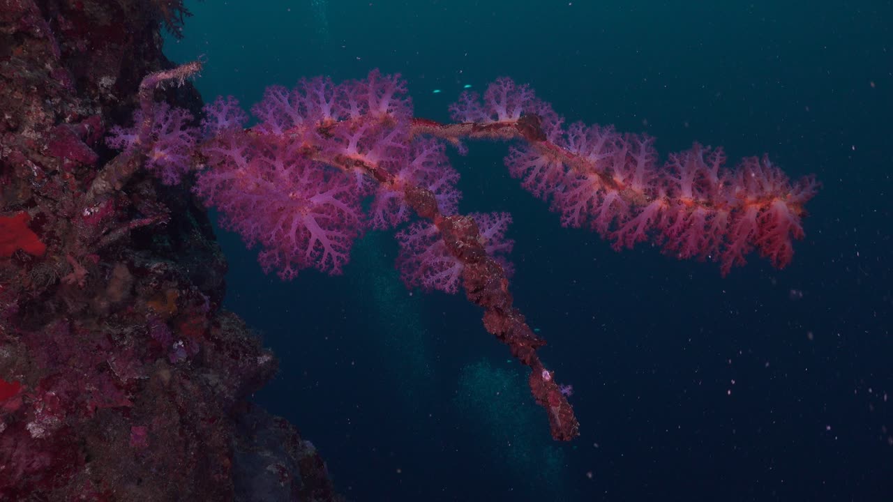 corales blandos morados mirando hacia el océano profundo en la pared de coral