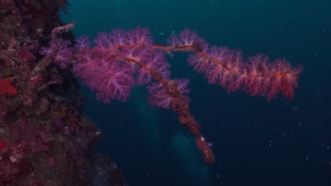 Purple-soft-corals-facing-into-deep-ocean-on-coral-wall