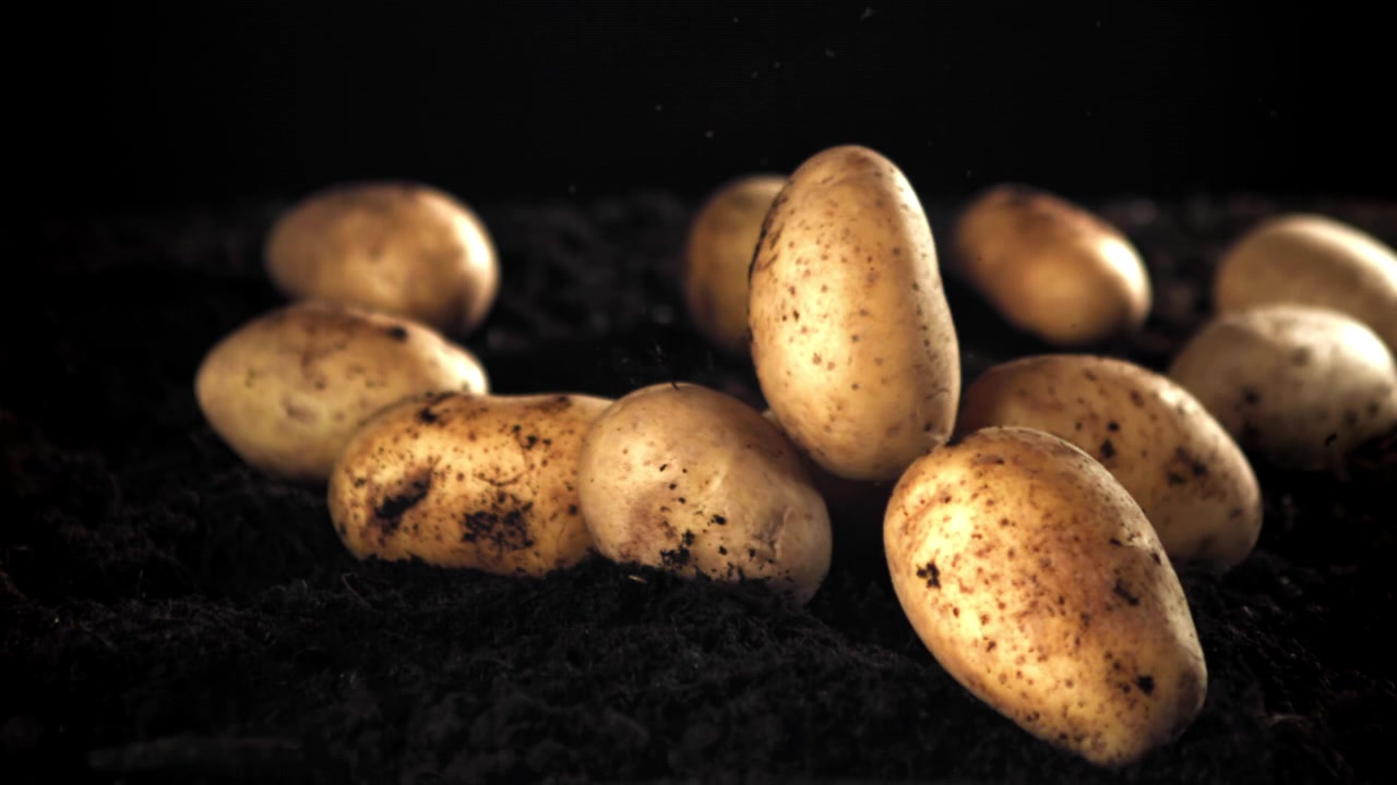 Patate fresche che cadono su terreno scuro al rallentatore.